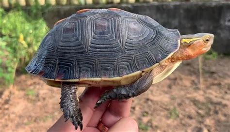 黃緣閉殼龜飼養